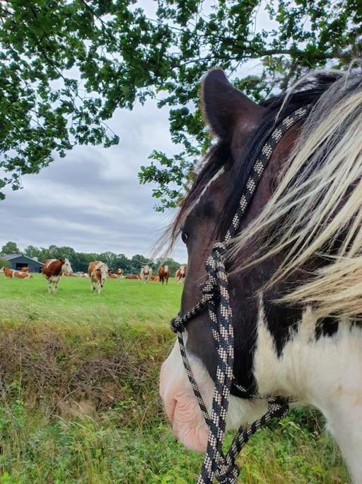 Leuk Boerderijtje Op Prachtige Plek, Nabij Natuurgebied Ruurlo Exterior foto
