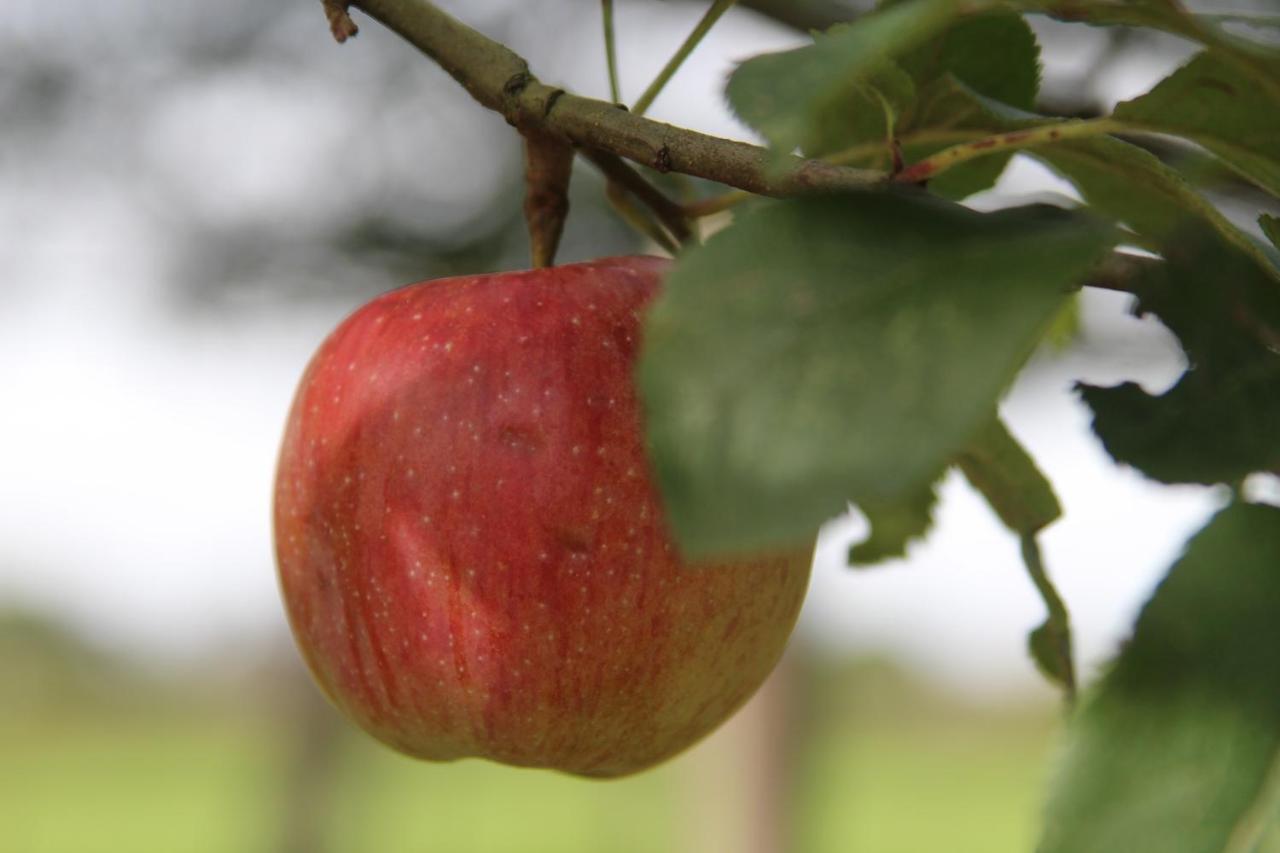 Leuk Boerderijtje Op Prachtige Plek, Nabij Natuurgebied Ruurlo Exterior foto